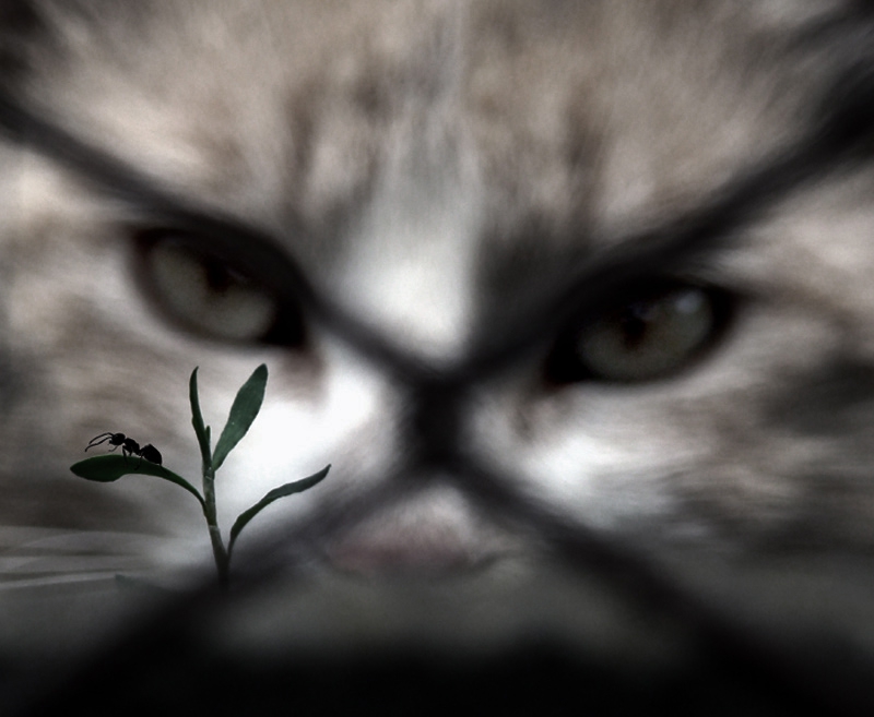 Species