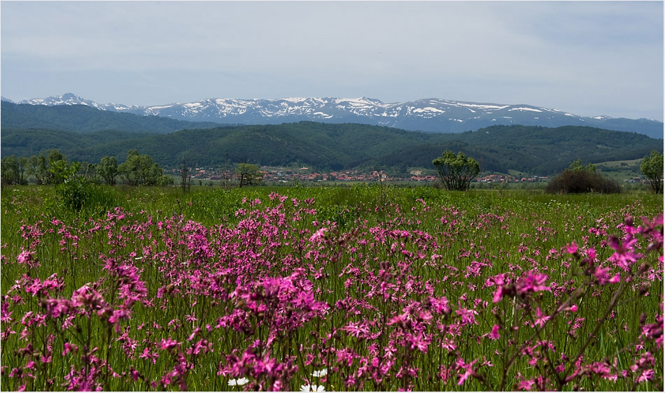 Самоковско поле,Рила