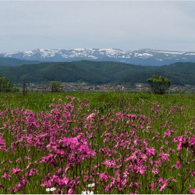 Самоковско поле,Рила