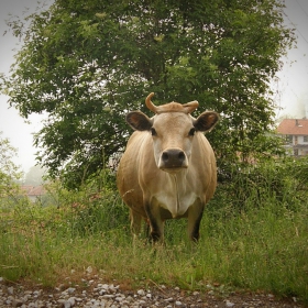 к\'во мъ глеъш кът крава ,мъ...