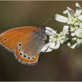 Coenonympha arcania