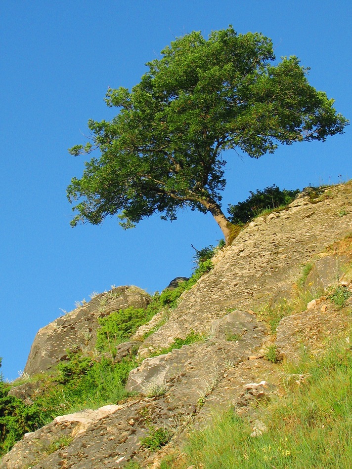 Самотник