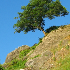 Самотник