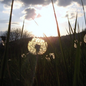 Dandelion clocks