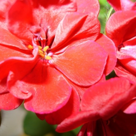 Pelargonium peltatum/Сакъзче 2