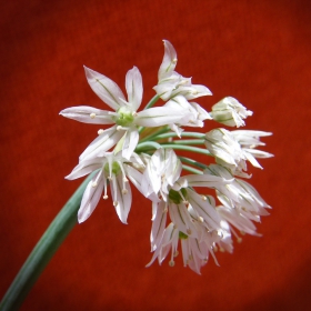 Луковият цвят, La flor de la cebolla