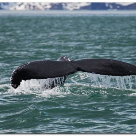 Humpback Whale