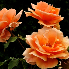 Rose garden 2