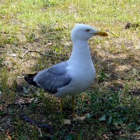 Много съм красив