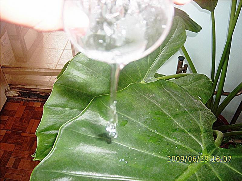 трилистник и вода