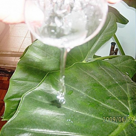 трилистник и вода