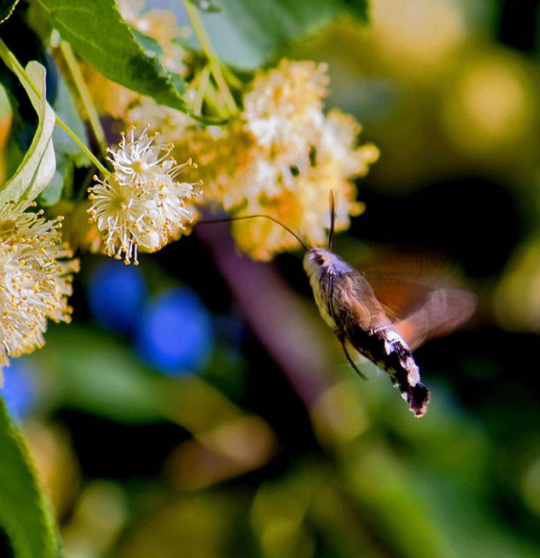 Гълъбова опашка (Macroglossum stellatarum)