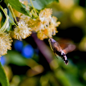 Гълъбова опашка (Macroglossum stellatarum)