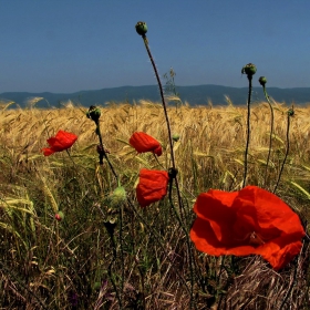 В житата