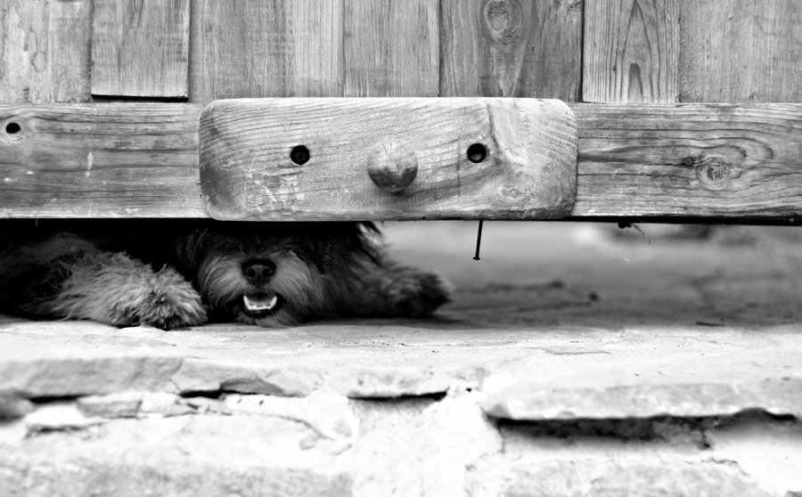faces