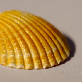 shellfish