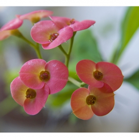 Христов венец  (Euphorbia milii)