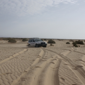 A Safari In Sahara