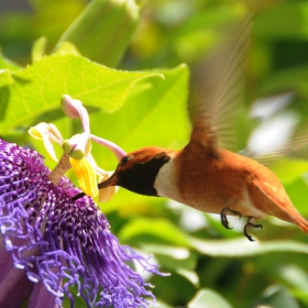 Colibri