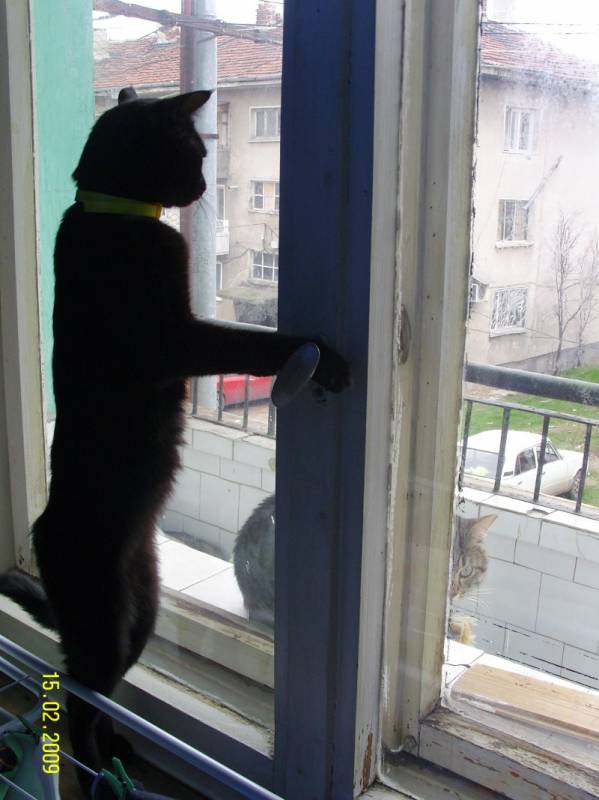 Коте