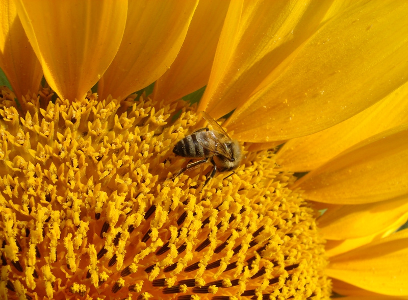 sunflower .....