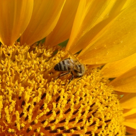 sunflower .....