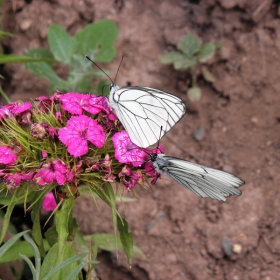 Две бели овощни пеперуди(Aporia crataegi) смучат нектар от Топ карамфил