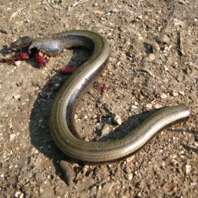 Слепок (Angulis fragilis)