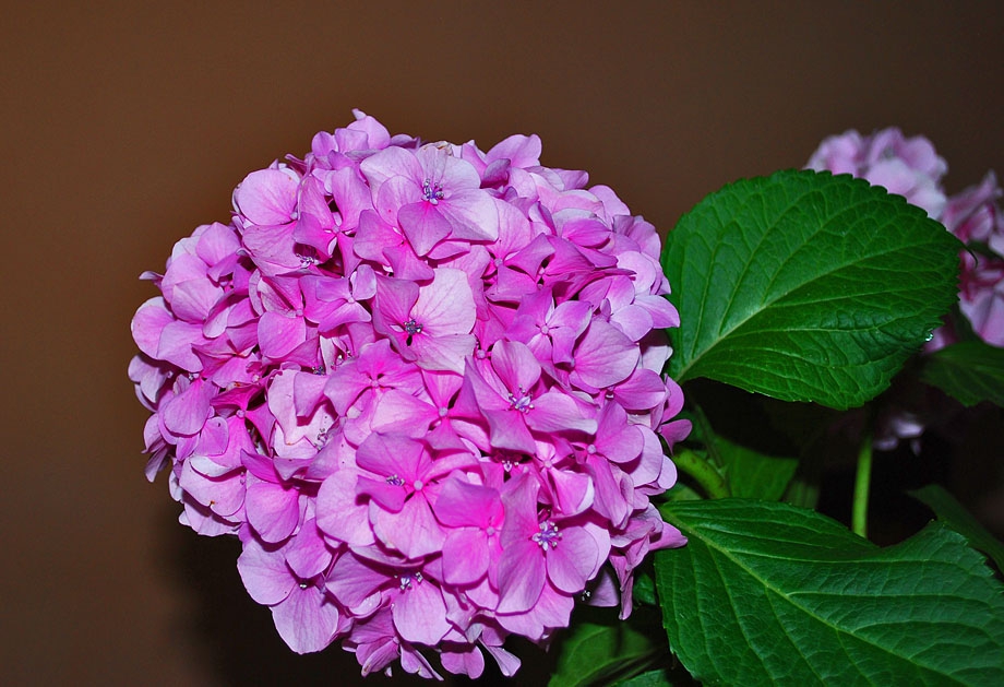 Розовичко