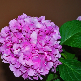 Розовичко
