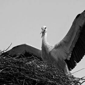 stork