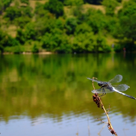 В очакване на любимата