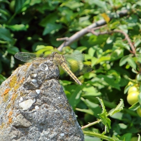 dragonFly