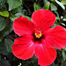 Hibiscus