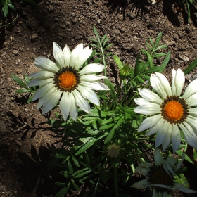 gazania