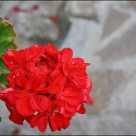 Първата Снимка с Новият ми Фотоапарат Canon EOS 1000D !!!!