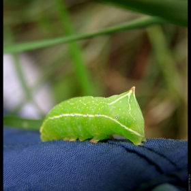 The green caterpillar