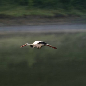 stork