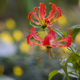 Gloriosa Rothschildiana