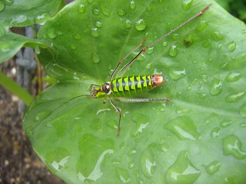 A bug