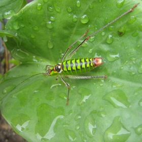 A bug