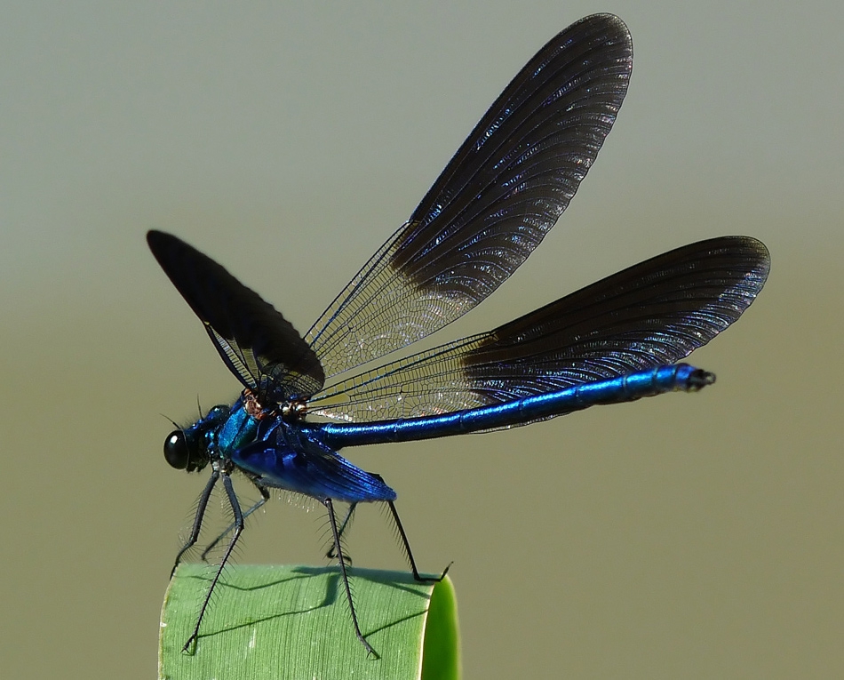Odonata