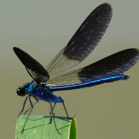 Odonata