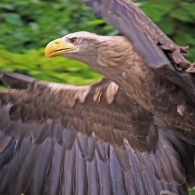 Haliaeetus albicilla