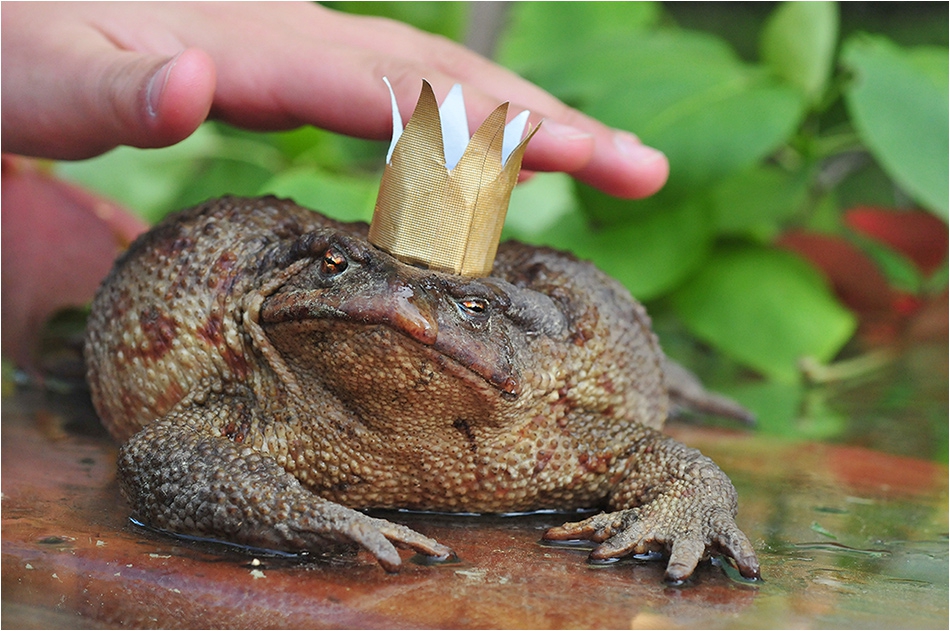 ласка