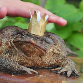 ласка