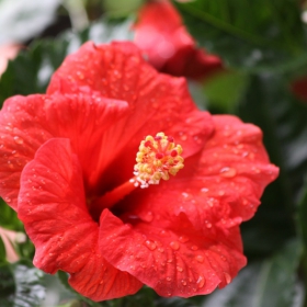 Hibiscus