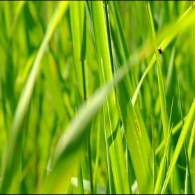 grass sunset