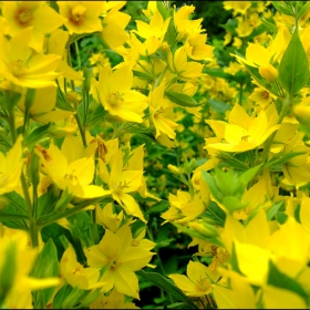 yellow garden