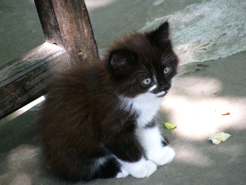 коте